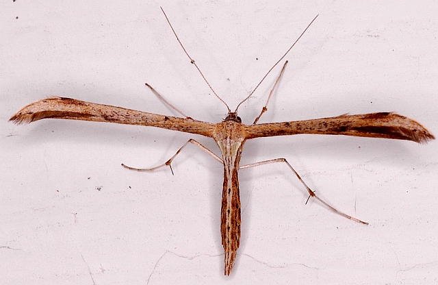 Pterophoridae